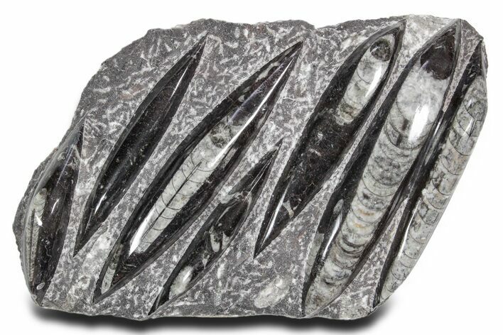 Polished Fossil Orthoceras (Cephalopod) Plate - Morocco #359661